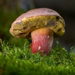 The Mushroom Forager