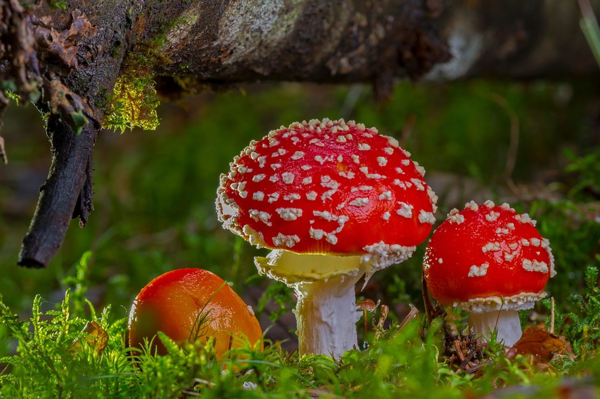 The Mushroom Forager